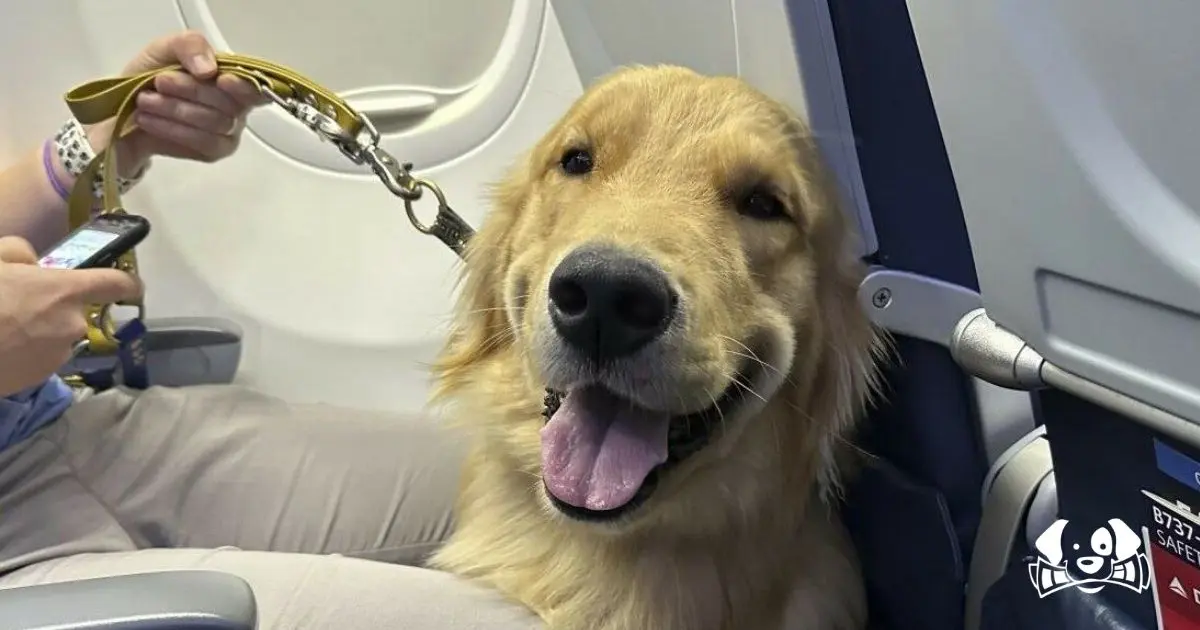 1 Pièce Harnais De Poitrine Pour Animal De Compagnie Anti-explosion